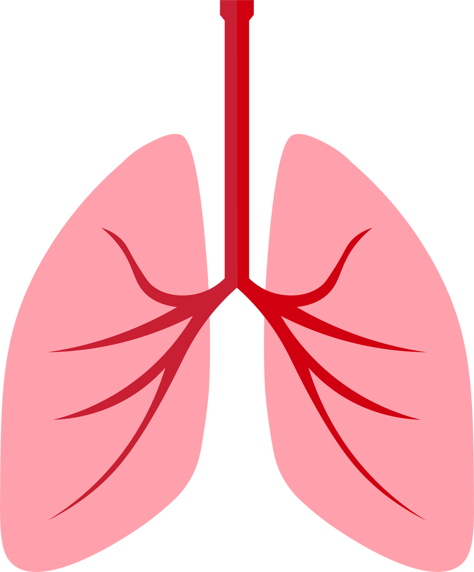 Lungs Organ Illustration 